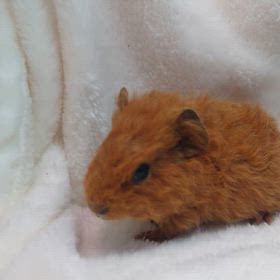 テディモルモットの3つ子ちゃんの画像