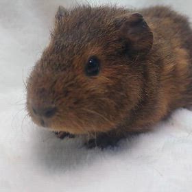ご家族様募集中のテディモルモットちゃんの画像