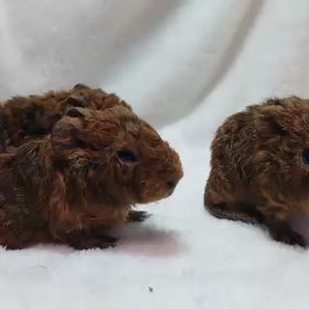 テディモルモットの3つ子ちゃんが産まれました♪の画像