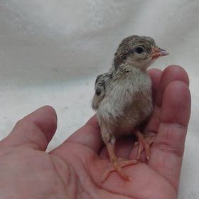 イワシャコちゃん誕生！の画像