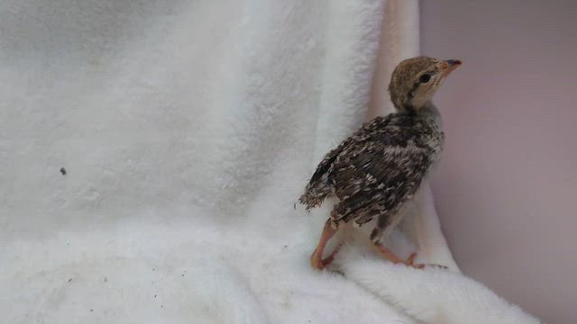 ご家族様募集中のイワシャコちゃん♪の記事動画