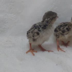 イワシャコちゃん続々と産まれてます！の画像