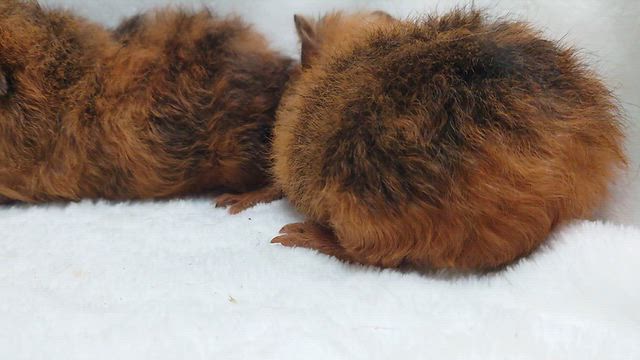 ご家族様募集中のテディモルモットくん達！！！の記事動画