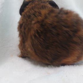 ご家族様募集中のテディモルモット！の画像