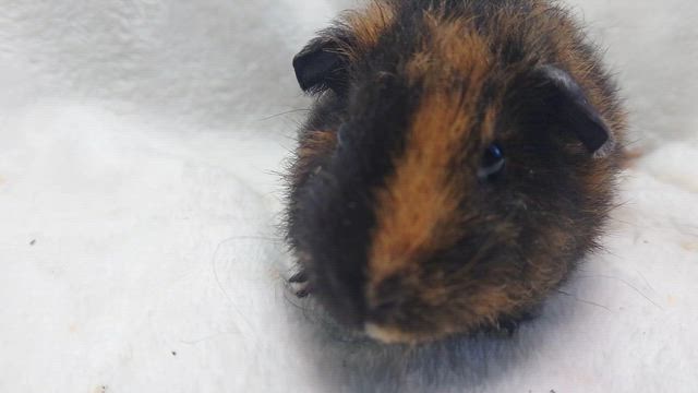 ご家族様募集中！！！の記事動画