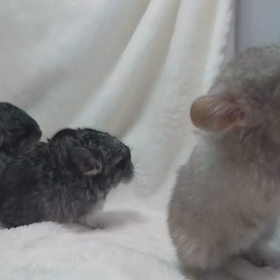 チンチラ3つ子ちゃんご家族さま募集中！！！の画像