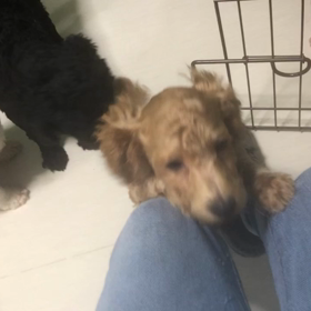 レオ君の仔犬の画像