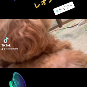 【TikTok】❌　愛犬　(違うリズムに合わせて)の画像
