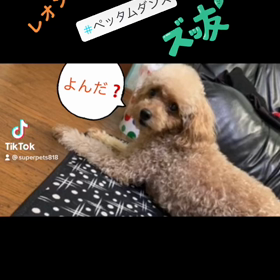 【 TikTok 】とトイプー(愛犬)  ♂の画像