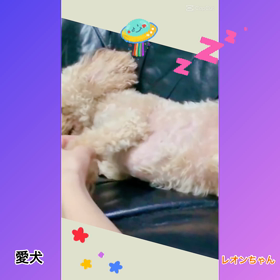 愛犬ちゃんとペッタムダンス♪の画像