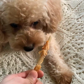 愛犬とおやつの取り合い(遊び)の画像