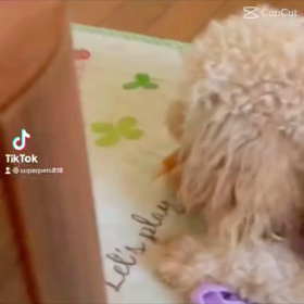 ♪TikTokと愛犬ちゃん♪の画像