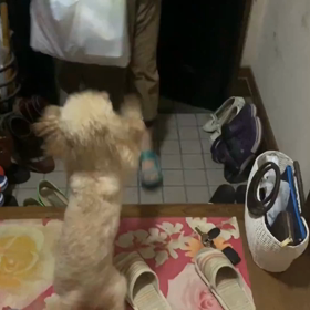 【動画】飼い主が帰ると買い物の中身が気になったりするところ癒されます‼️の画像