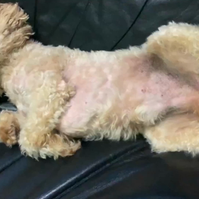 『愛犬ちゃんの寝る姿、ついイジリたくなる可愛すぎて!』(動画編)の画像
