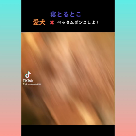 愛犬ちゃんとTikTok にての画像