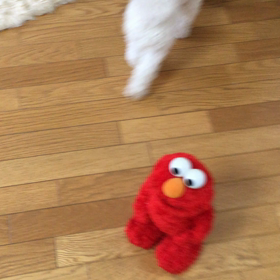 思わず笑ってしまう動画の画像