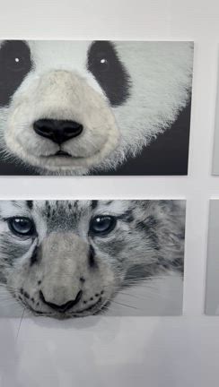 鼻セレブ 『愛でたい鼻展』に行ってきた！の記事動画