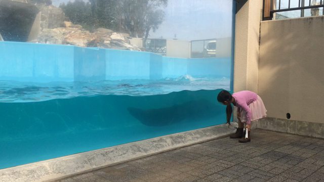 母子旅行へ～【鹿児島】平川動物公園～の記事動画