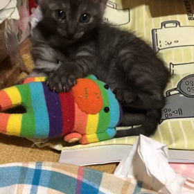ฅ•ω•ฅﾆｬｰの画像
