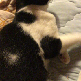 近況 ฅ•ω•ฅﾆｬﾆｬｰﾝ✧の画像
