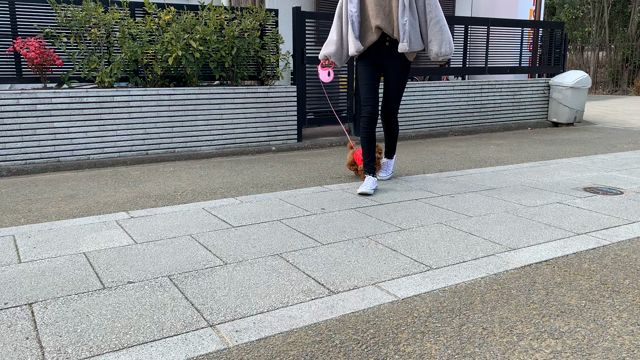 もかちゃんのお散歩と朝マック(≧▽≦)の記事動画