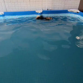 チビちゃん　水泳の画像