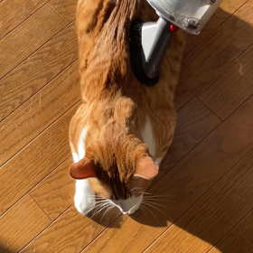 ニャンズLOVE♡フレッドは掃除機LOVEの画像