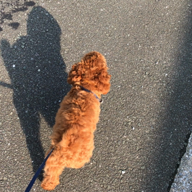 サリーさんぽの画像