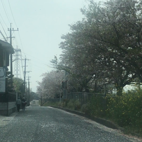 ピンクのシャワー❣️の画像