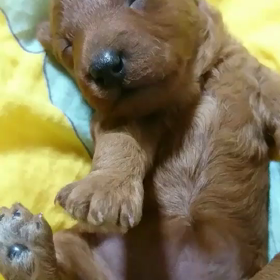 エマちゃんの画像