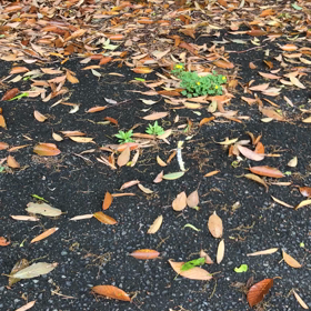 おさんぽで、、、❗️の画像