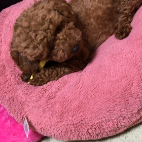 はみがきの画像