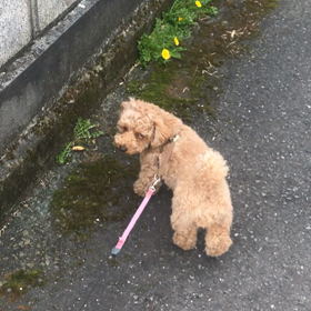 ウグイス♫♪の画像