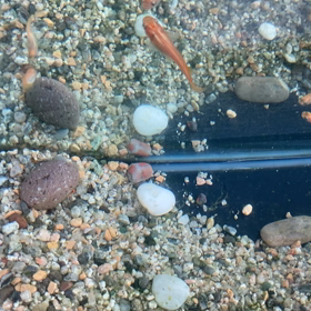 水槽を変えると、、、の画像