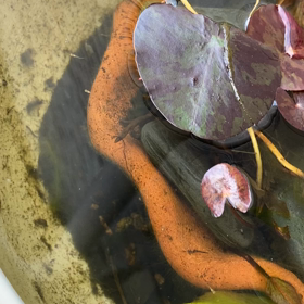 めだかが産まれてた❣️の画像