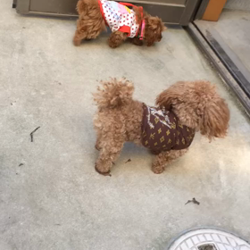 サリーパパママの画像