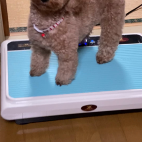 サリーも、、、の画像