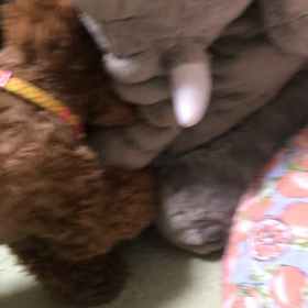 ぞう❌サリーちゃんの画像