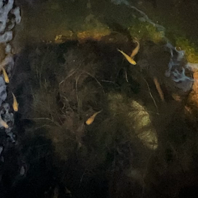 めだか７セブンの画像