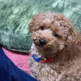 今年初のブロッコリーの画像