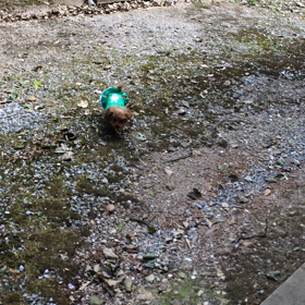 桜ふぶきの中のお散歩の画像