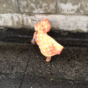 今日は雨の画像