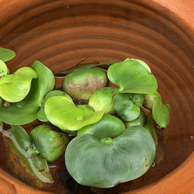 めだかのきもち、、、の画像