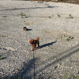 猫の勝ち、の画像