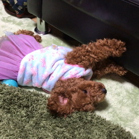 どーしても、！、の画像