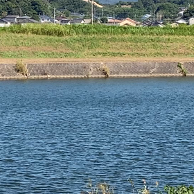 鵜⁉️の画像