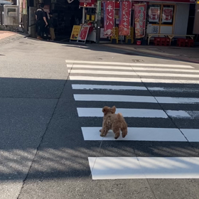 旦過市場の画像