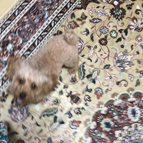 サリーJUMPの画像