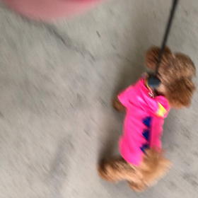 雨の日のおさんぽの画像