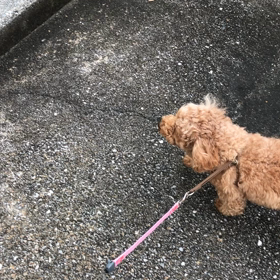 サリーおさんぽの画像